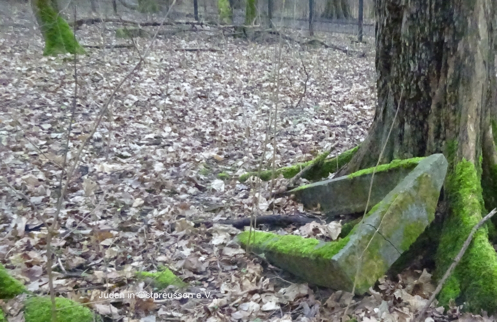 Grab und Baum Kaliningrad
